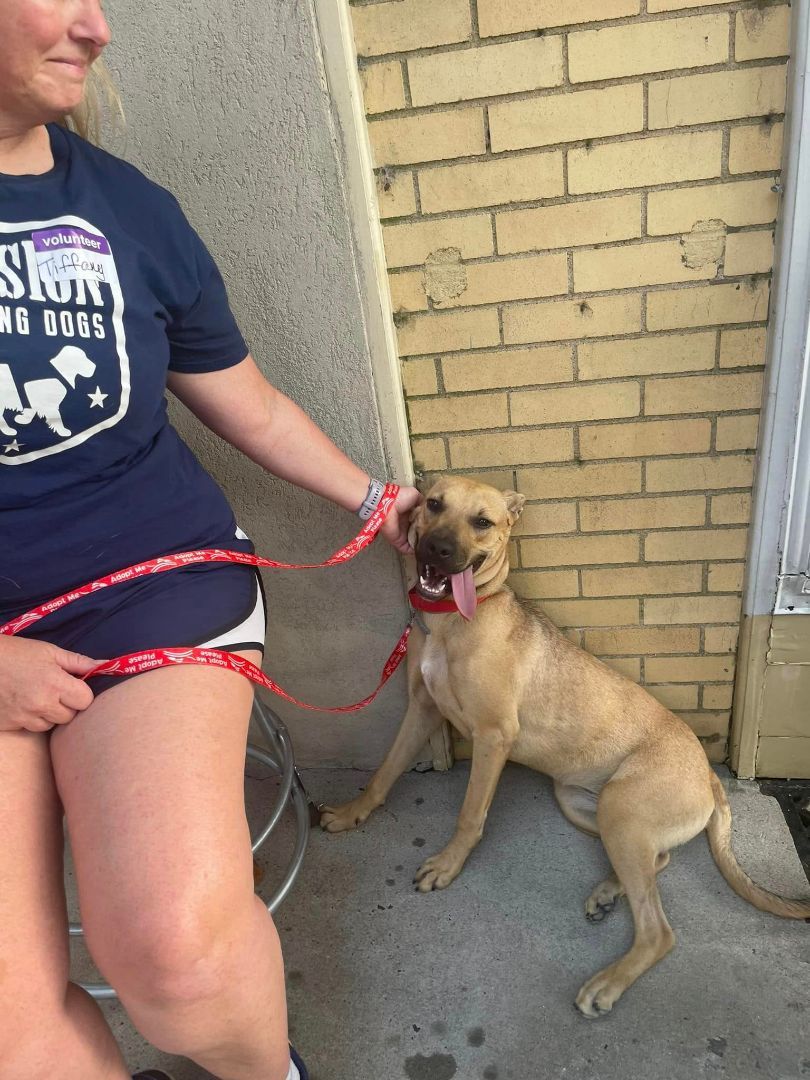 Sadie Mae, a Adoptable mixed breed in Shelby, NC image 1/13