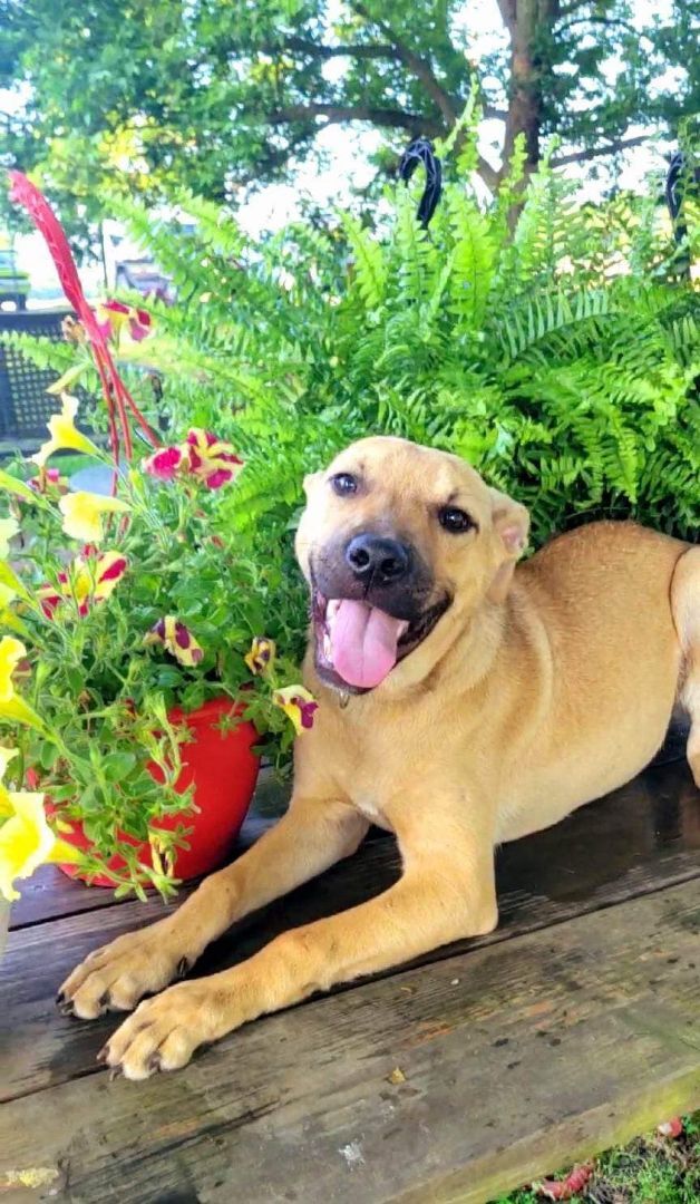 Sadie Mae, a Adoptable mixed breed in Shelby, NC image 5/13