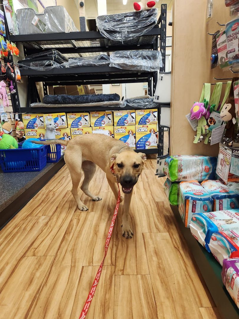 Sadie Mae, a Adoptable mixed breed in Shelby, NC image 6/13