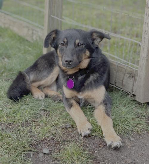 Lindsay, Adoptable, Young Female Shepherd.