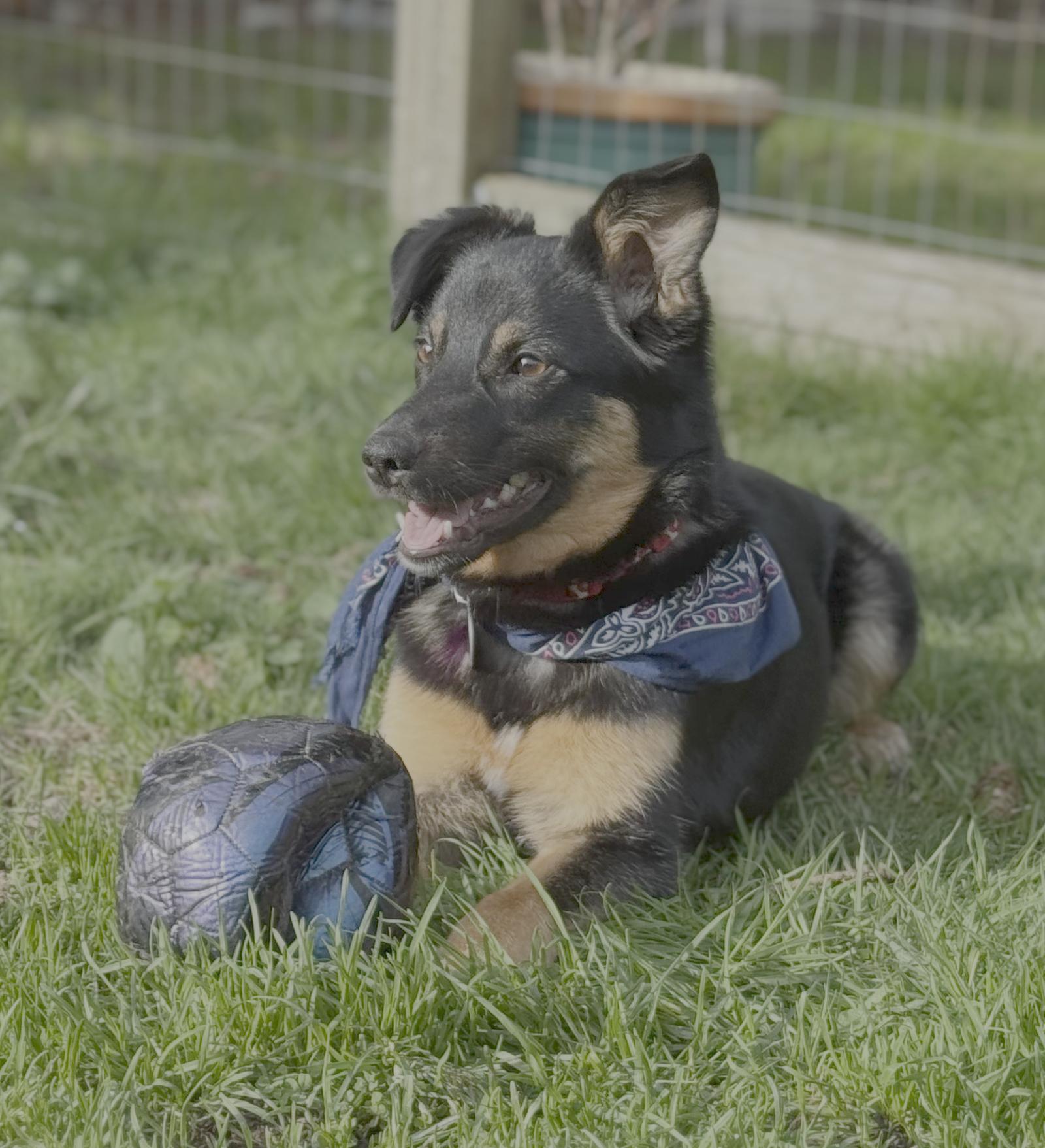 Lindsay, a Adoptable Shepherd in Seattle, WA image 2/3
