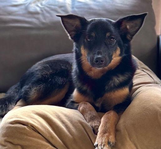 Lindsay, a Adoptable Shepherd in Seattle, WA image 3/3