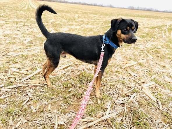 Enlarge Billy Joel, a Adoptable mixed breed in Milton, DE image 1/6