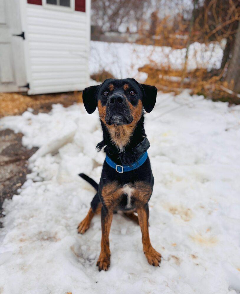 Enlarge Billy Joel, a Adoptable mixed breed in Milton, DE image 2/6