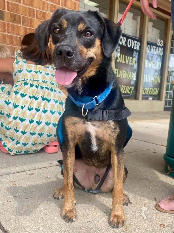 Billy Joel, Adoptable, Adult Male Mixed Breed.