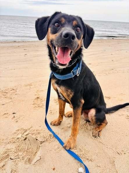 Billy Joel, Adoptable, Adult Male Mixed Breed.