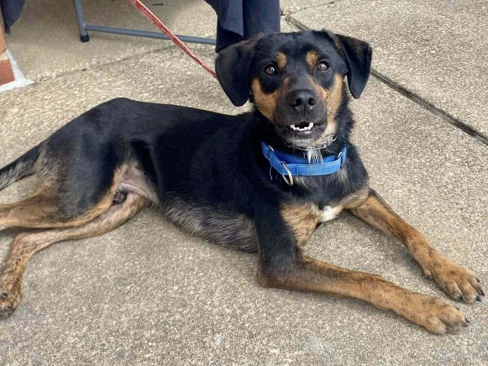 Enlarge Billy Joel, a Adoptable mixed breed in Milton, DE image 4/6