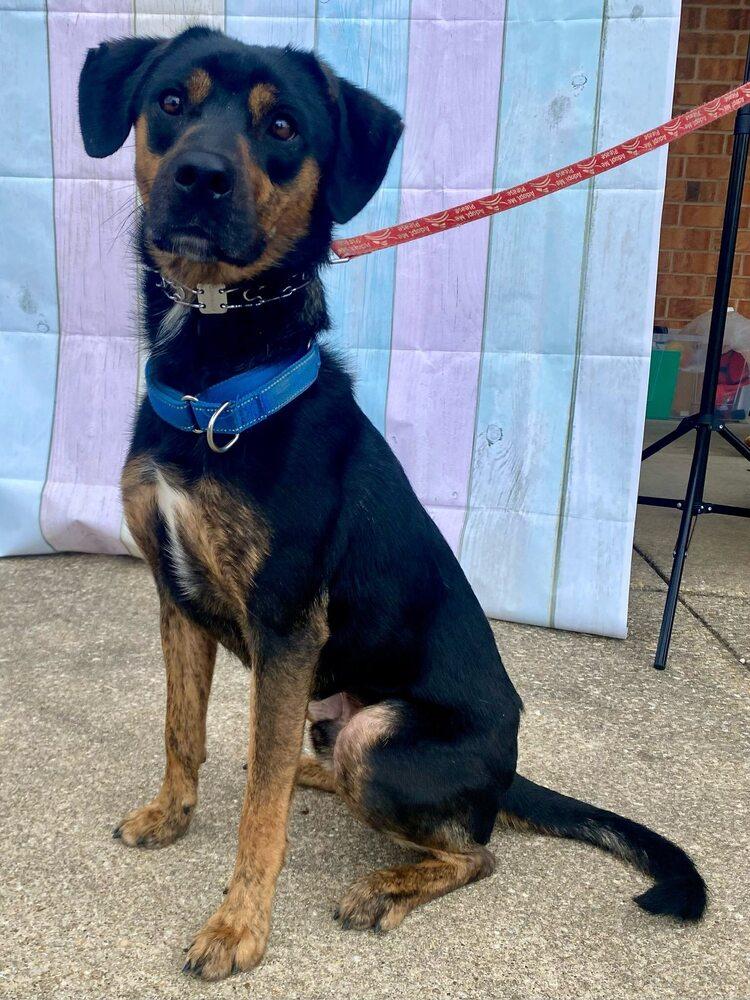 Enlarge Billy Joel, a Adoptable mixed breed in Milton, DE image 5/6