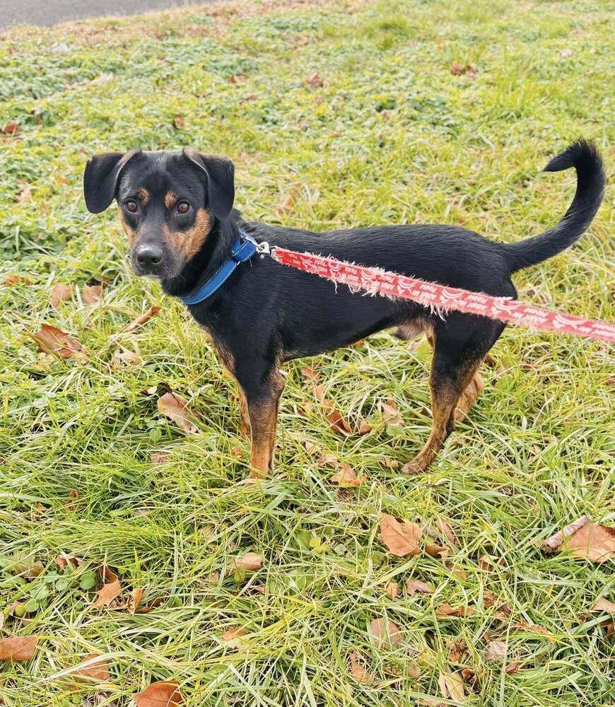Enlarge Billy Joel, a Adoptable mixed breed in Milton, DE image 6/6