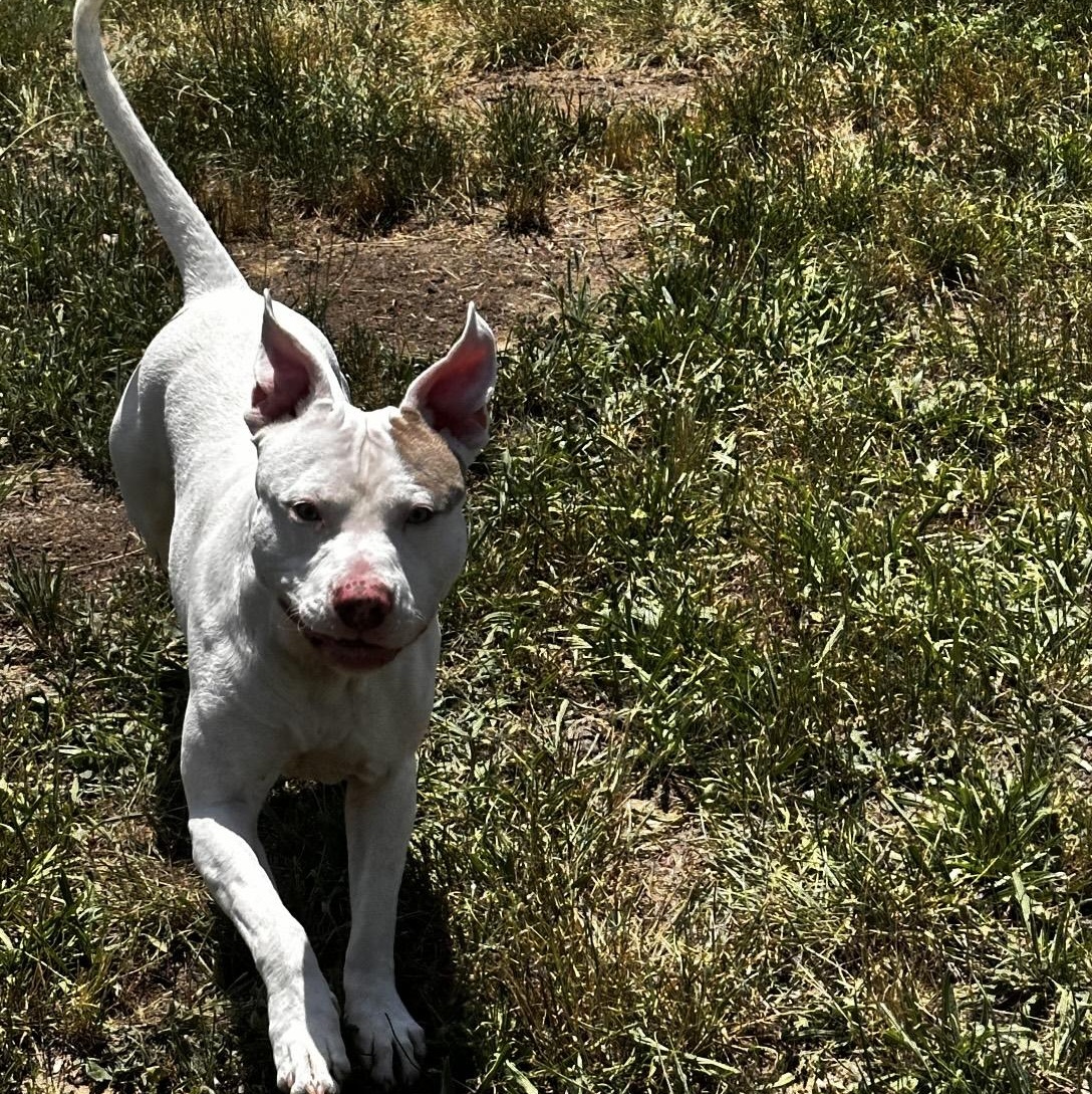 Enlarge Fiddlesticks, a ADOPTABLE mixed breed in Stafford, VA image 3/4