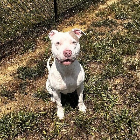 Fiddlesticks, ADOPTABLE, Young Male Pit Bull Terrier & Mixed Breed.