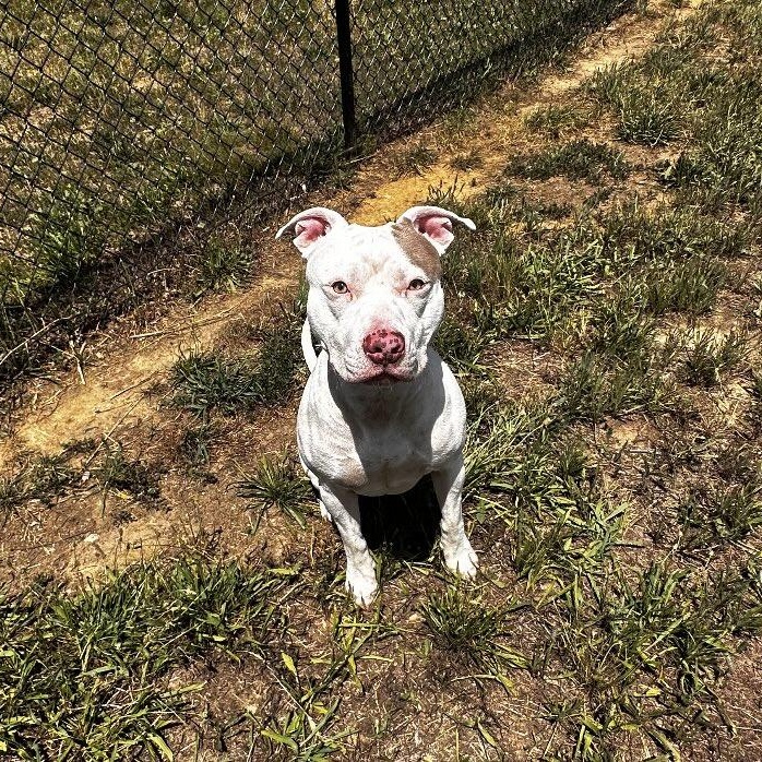 Enlarge Fiddlesticks, a ADOPTABLE mixed breed in Stafford, VA image 4/4