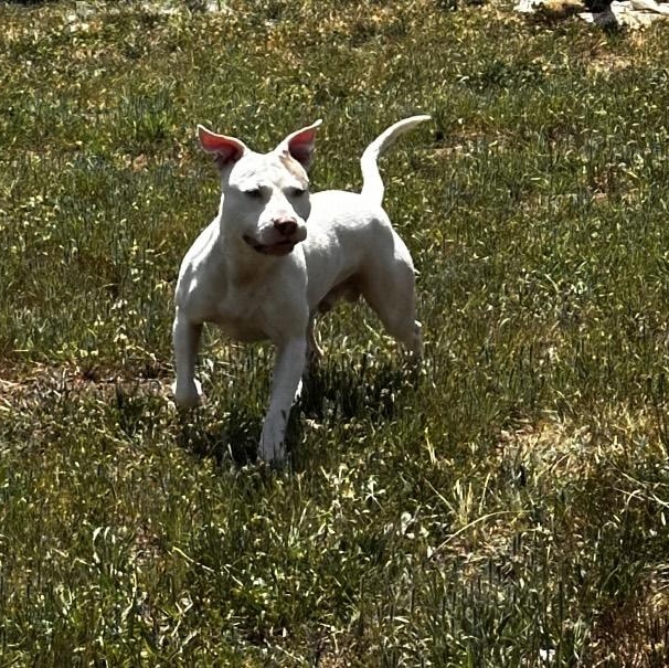 Enlarge Fiddlesticks, a ADOPTABLE mixed breed in Stafford, VA image 2/4