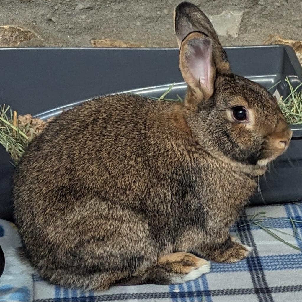 Enlarge Tapatio, a Adoptable American in Kennesaw, GA image 1/6