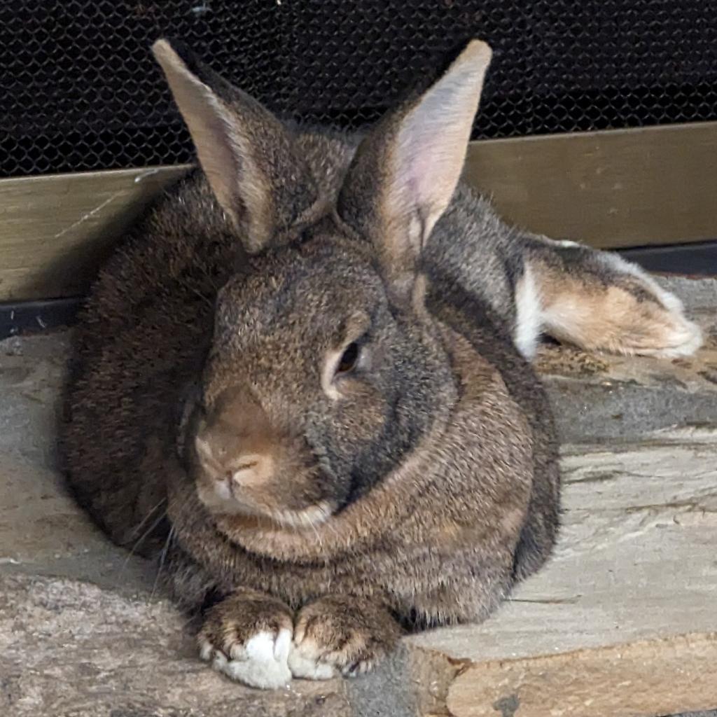 Enlarge Tapatio, a Adoptable American in Kennesaw, GA image 4/6