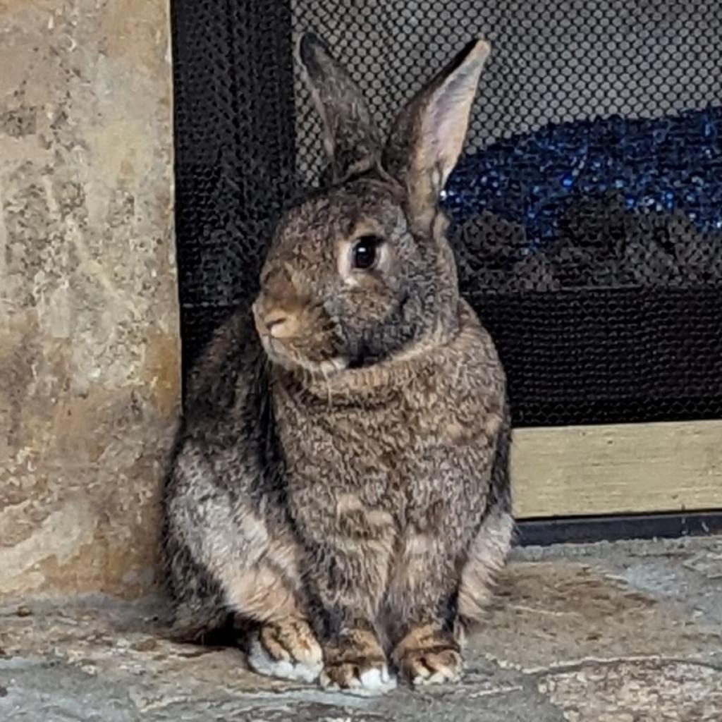 Enlarge Tapatio, a Adoptable American in Kennesaw, GA image 5/6