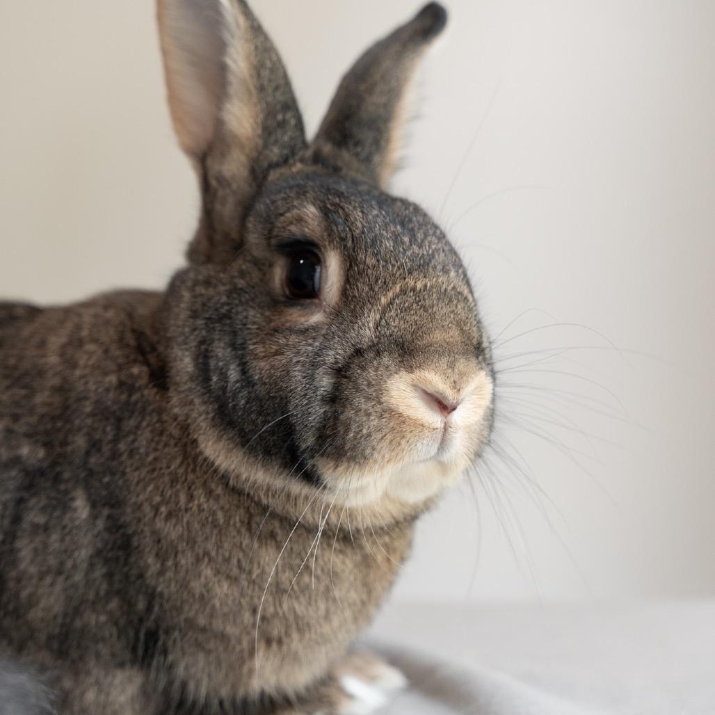 Enlarge Tapatio, a Adoptable American in Kennesaw, GA image 6/6