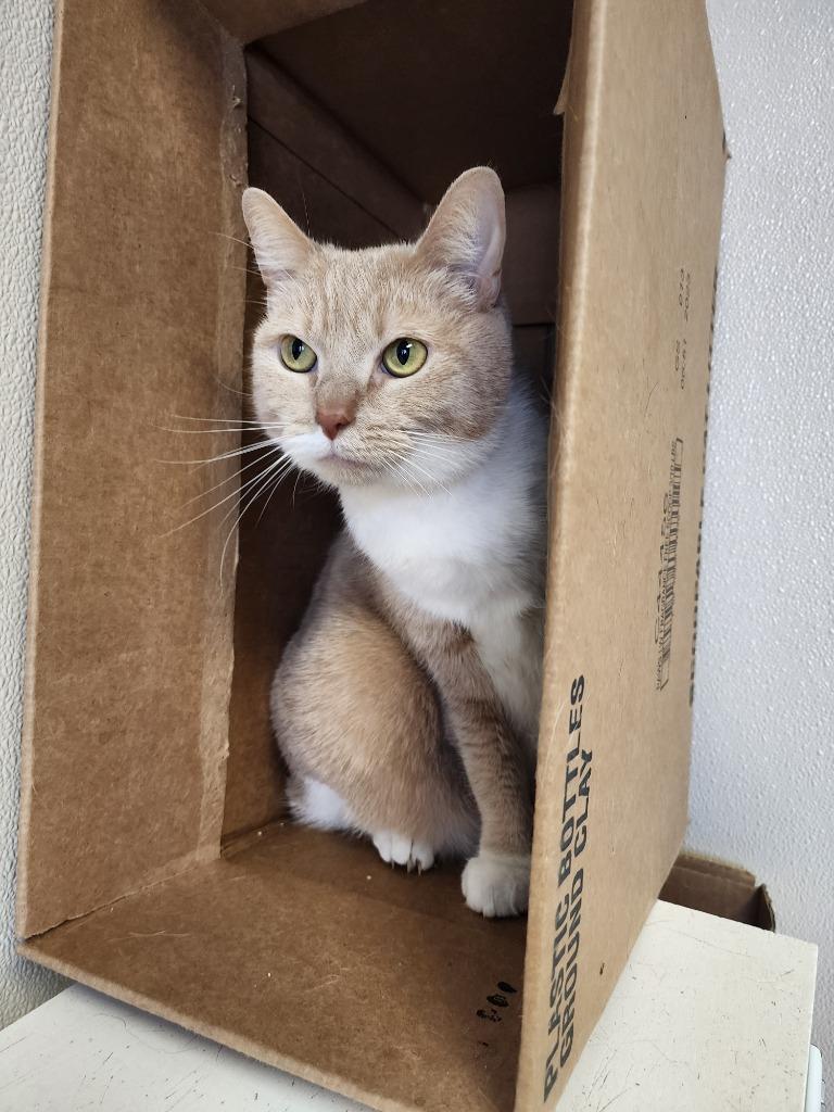 Mimis — thumbnail 2