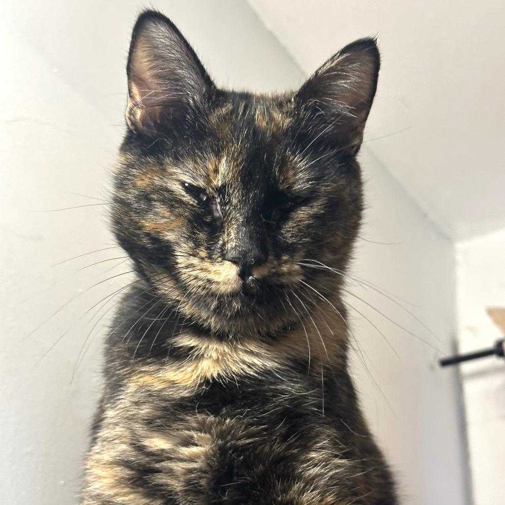 Enlarge Abbey, a Adoptable Domestic Short Hair in Brimfield, MA image 1/2