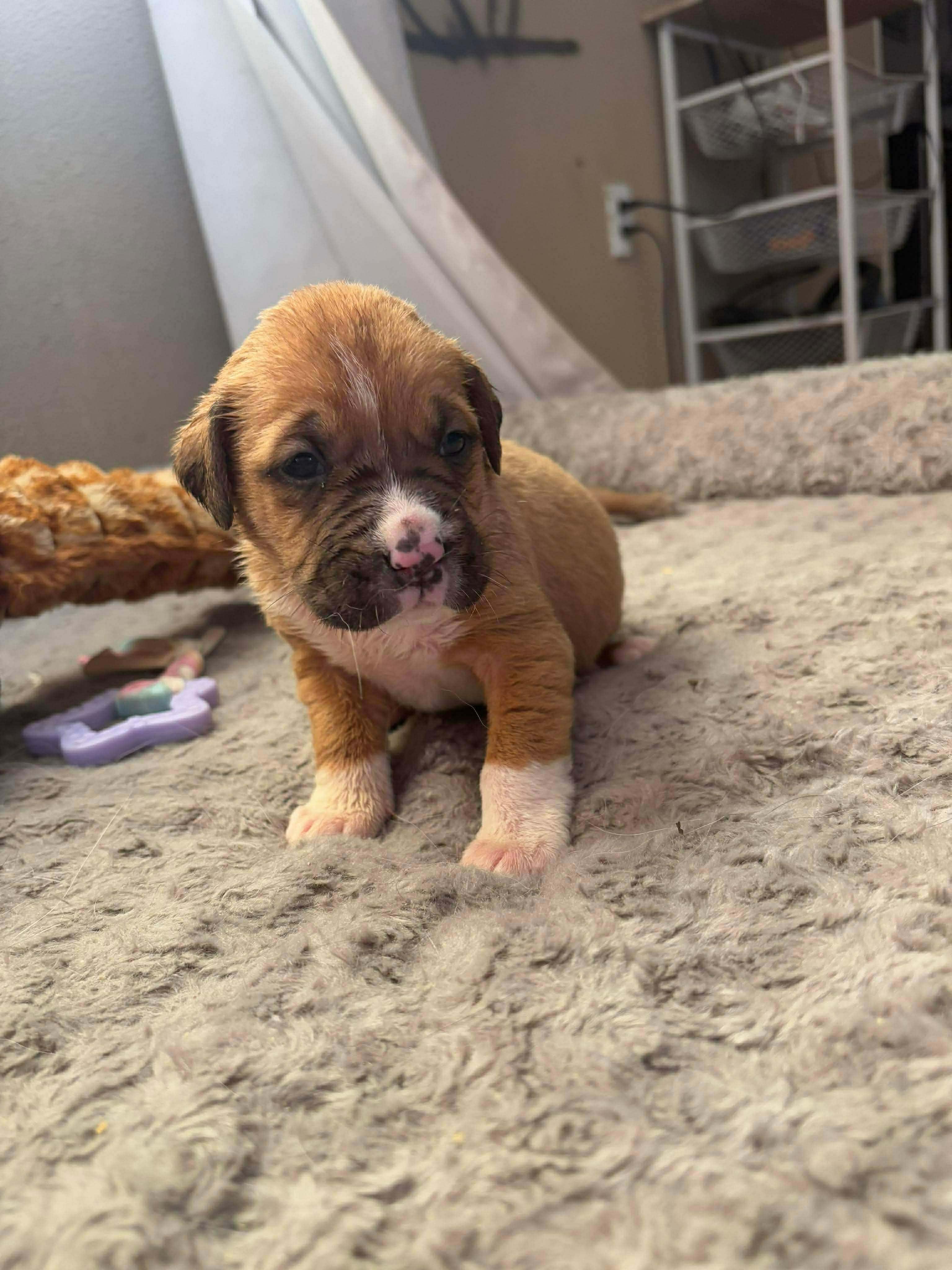 Arabian, adopted, Puppy Male Pit Bull Terrier.