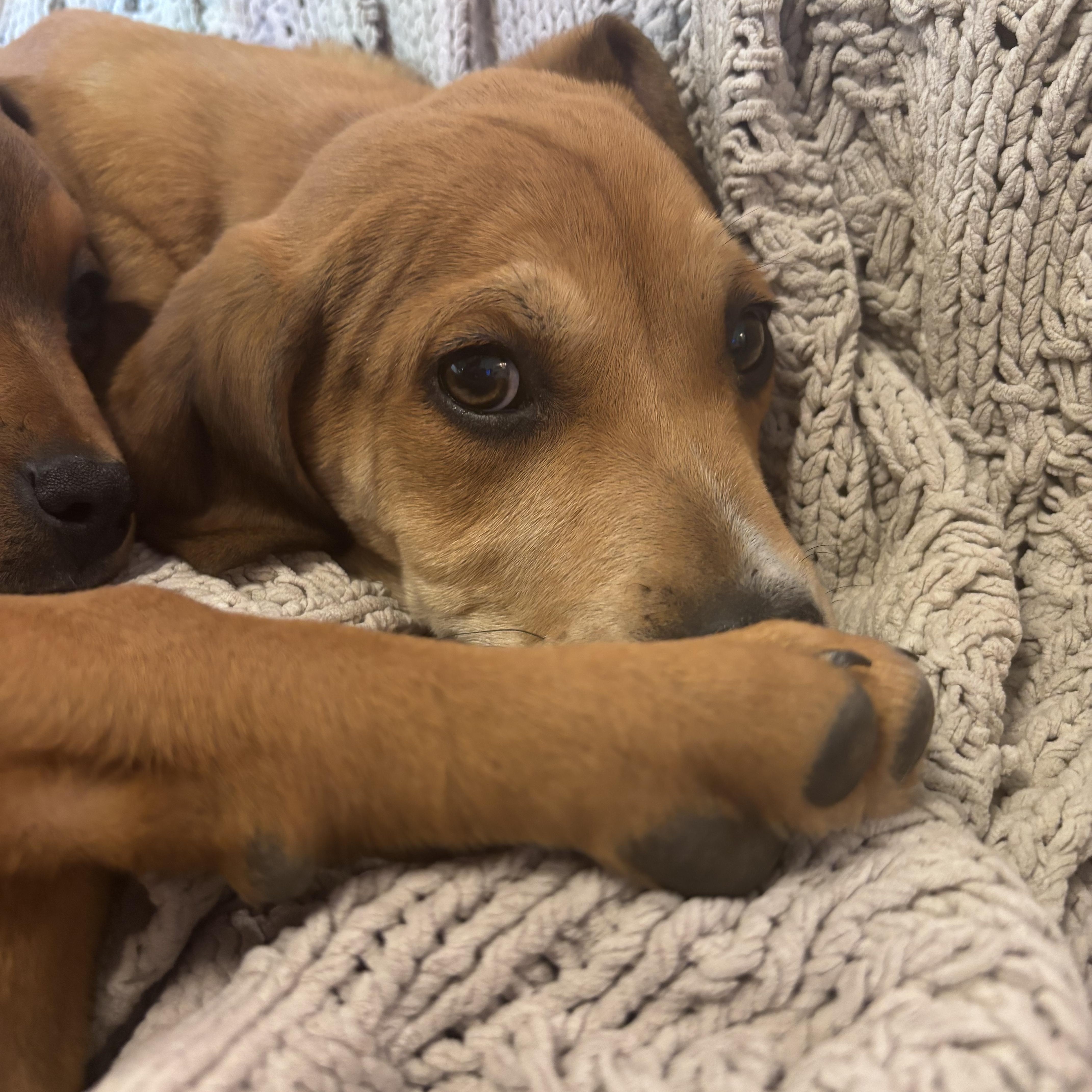 Enlarge Melon, a Adoptable mixed breed in Charlotte, NC image 5/5