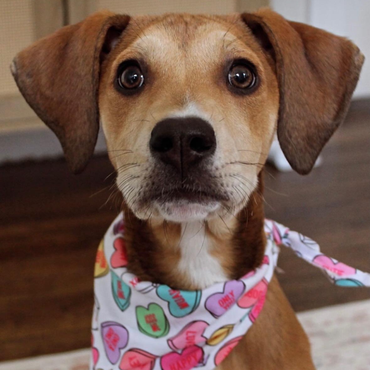 Melon, Adoptable, Young Female Hound.