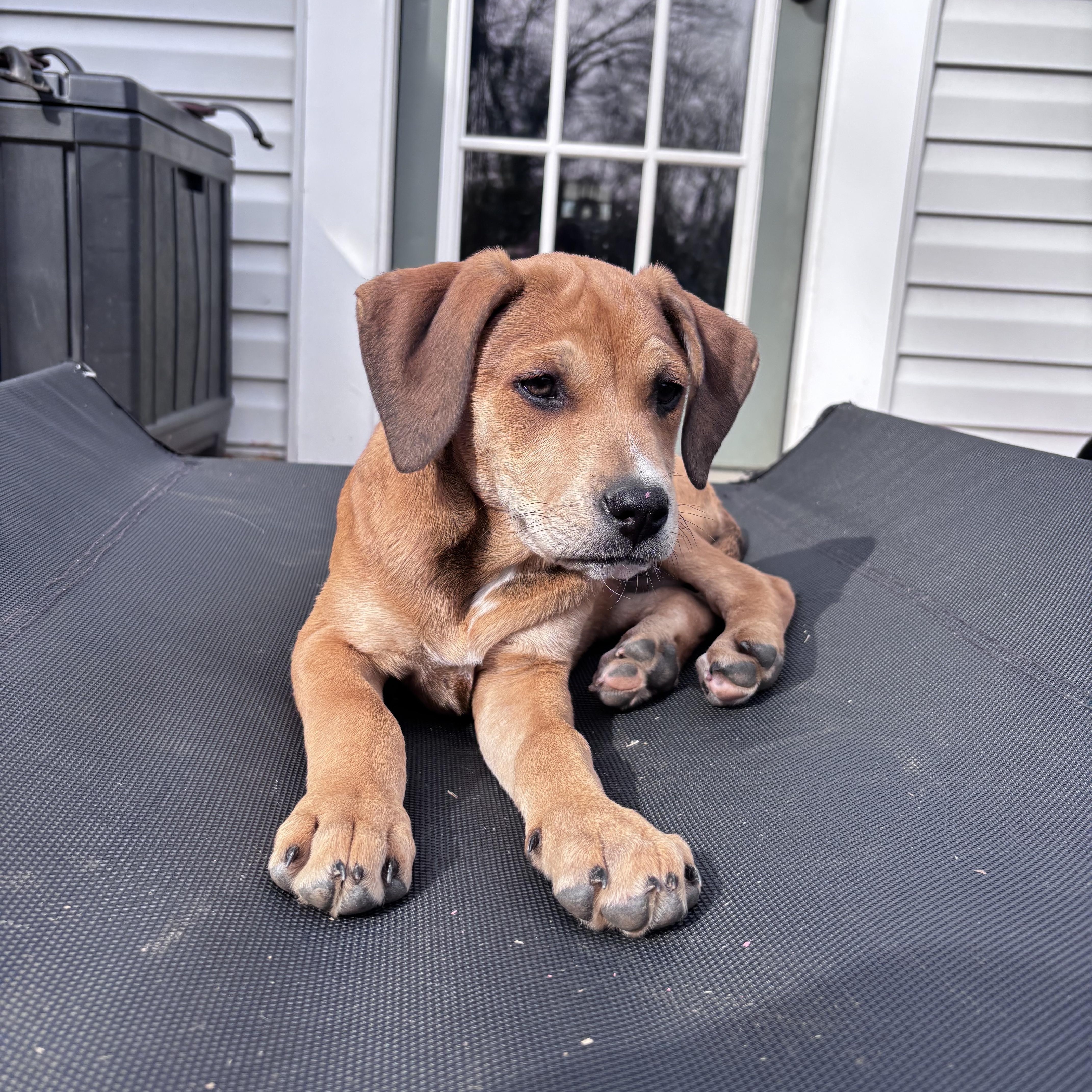 Enlarge Melon, a Adoptable mixed breed in Charlotte, NC image 4/5