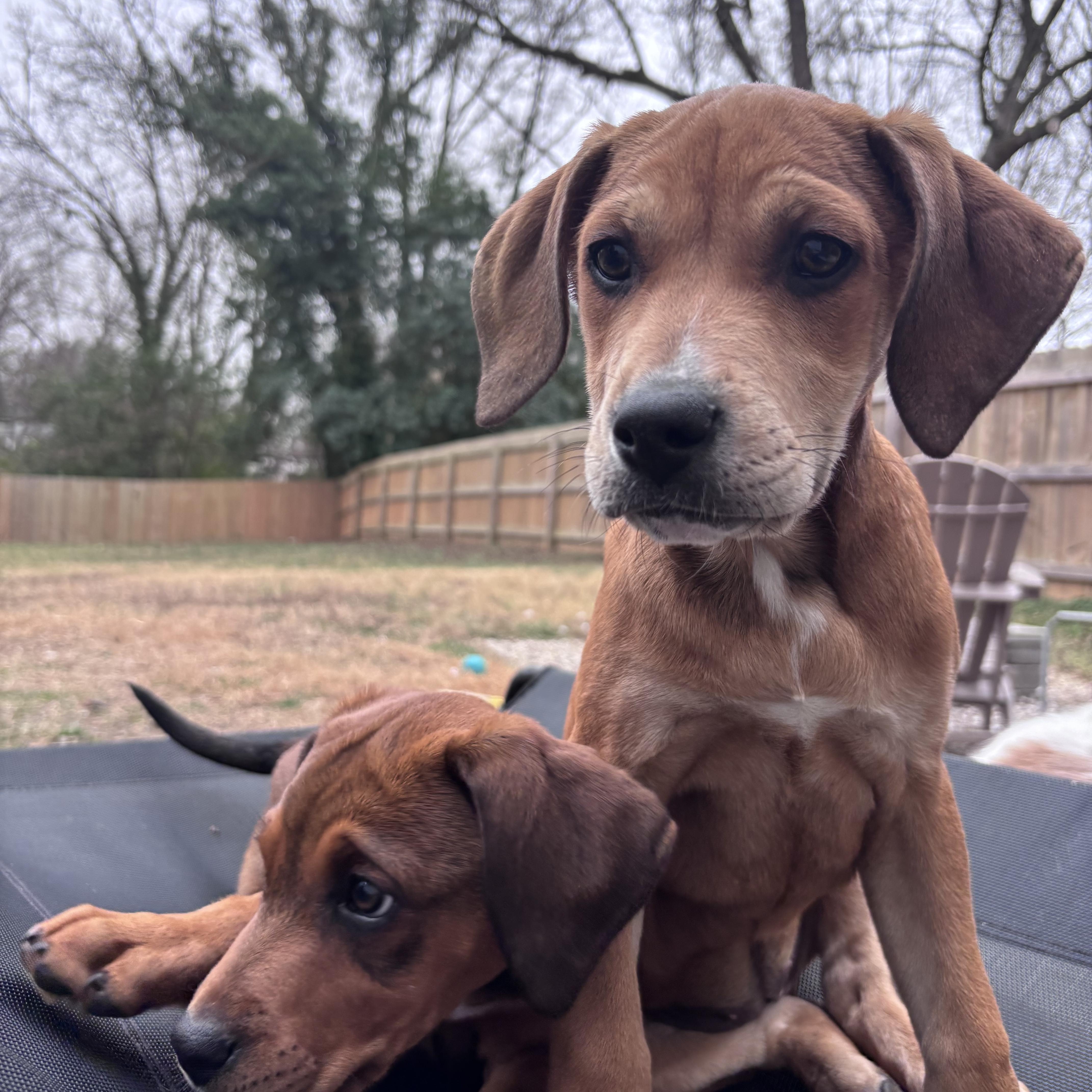 Melon, Adoptable, Puppy Female Hound.