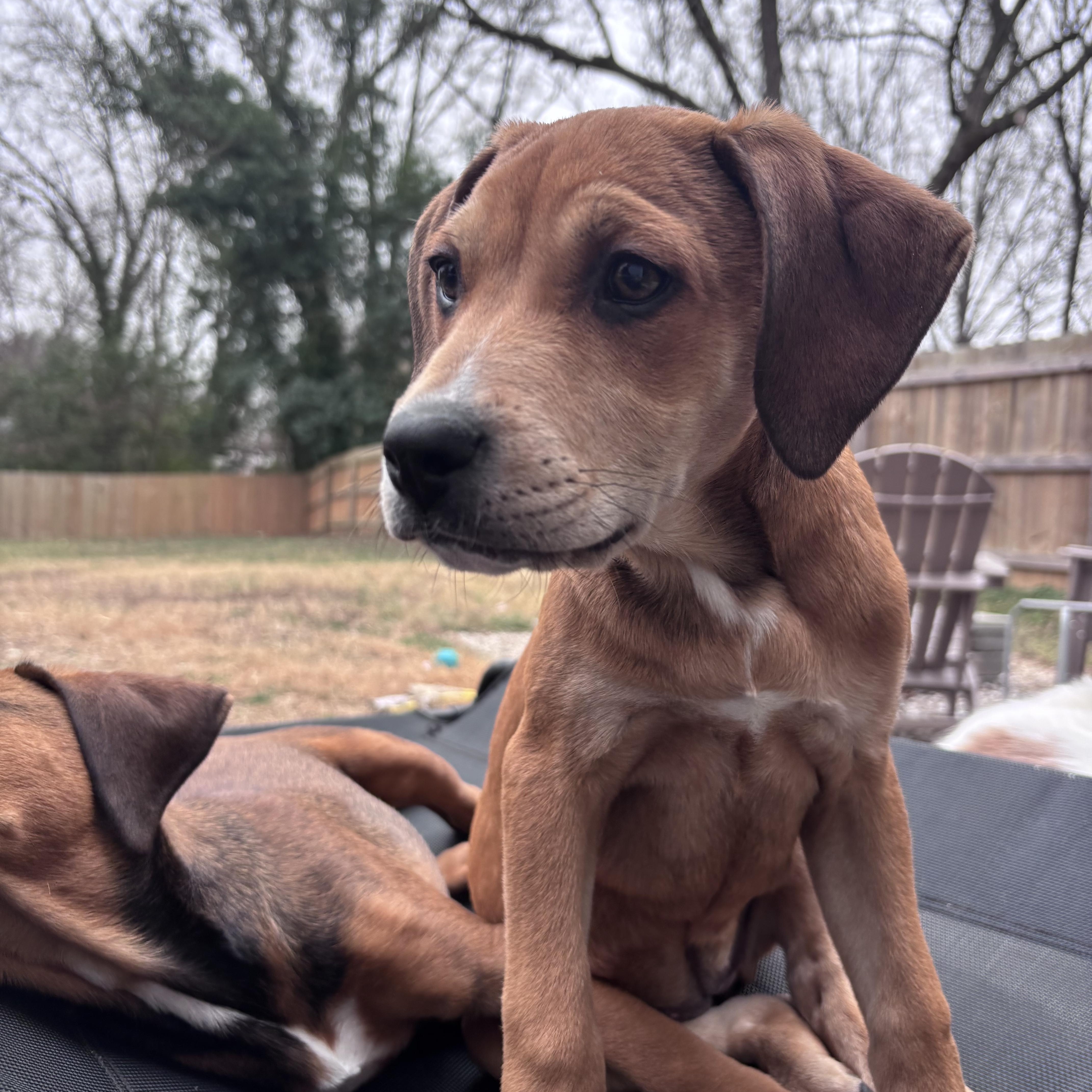 Enlarge Melon, a Adoptable mixed breed in Charlotte, NC image 2/5