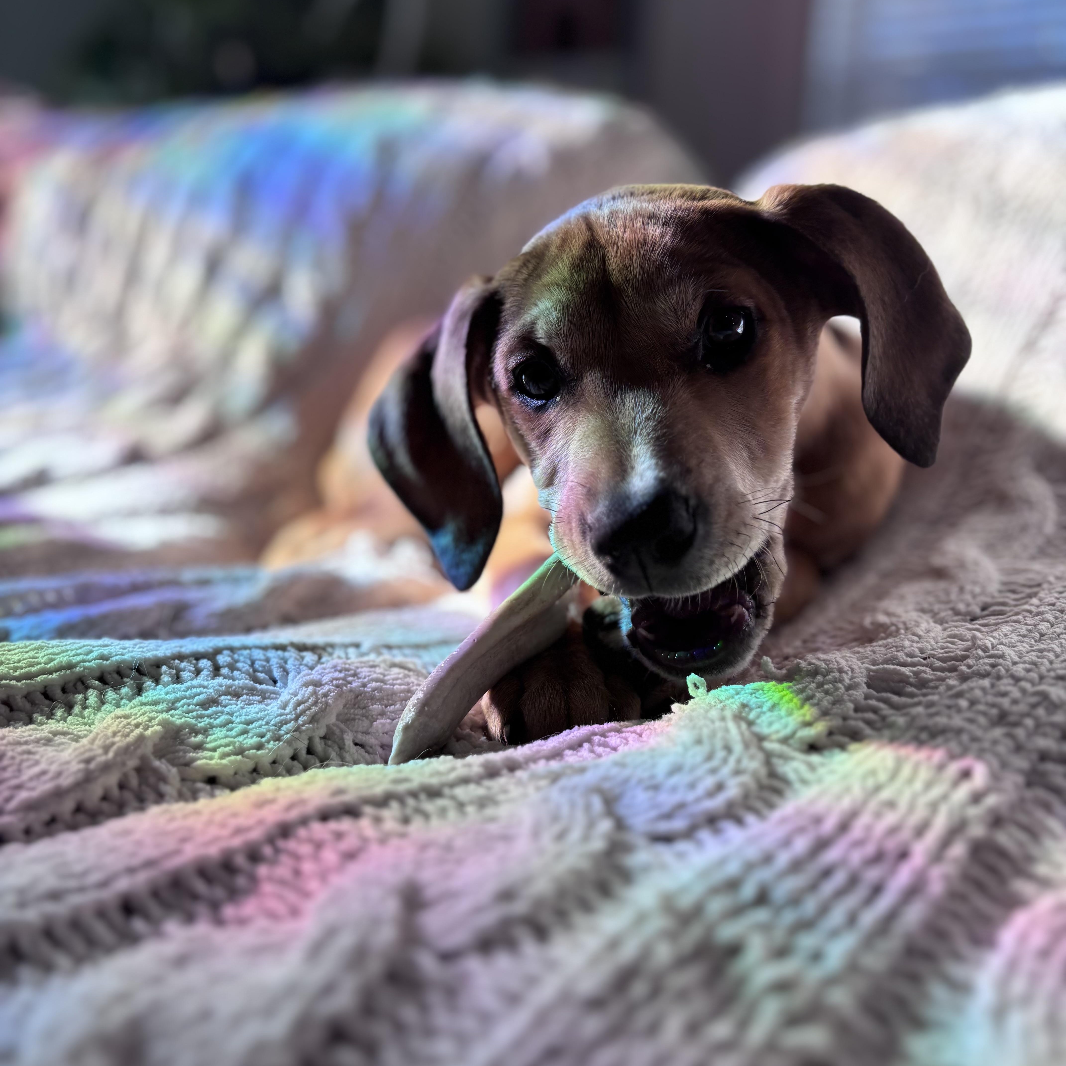 Enlarge Melon, a Adoptable mixed breed in Charlotte, NC image 4/5