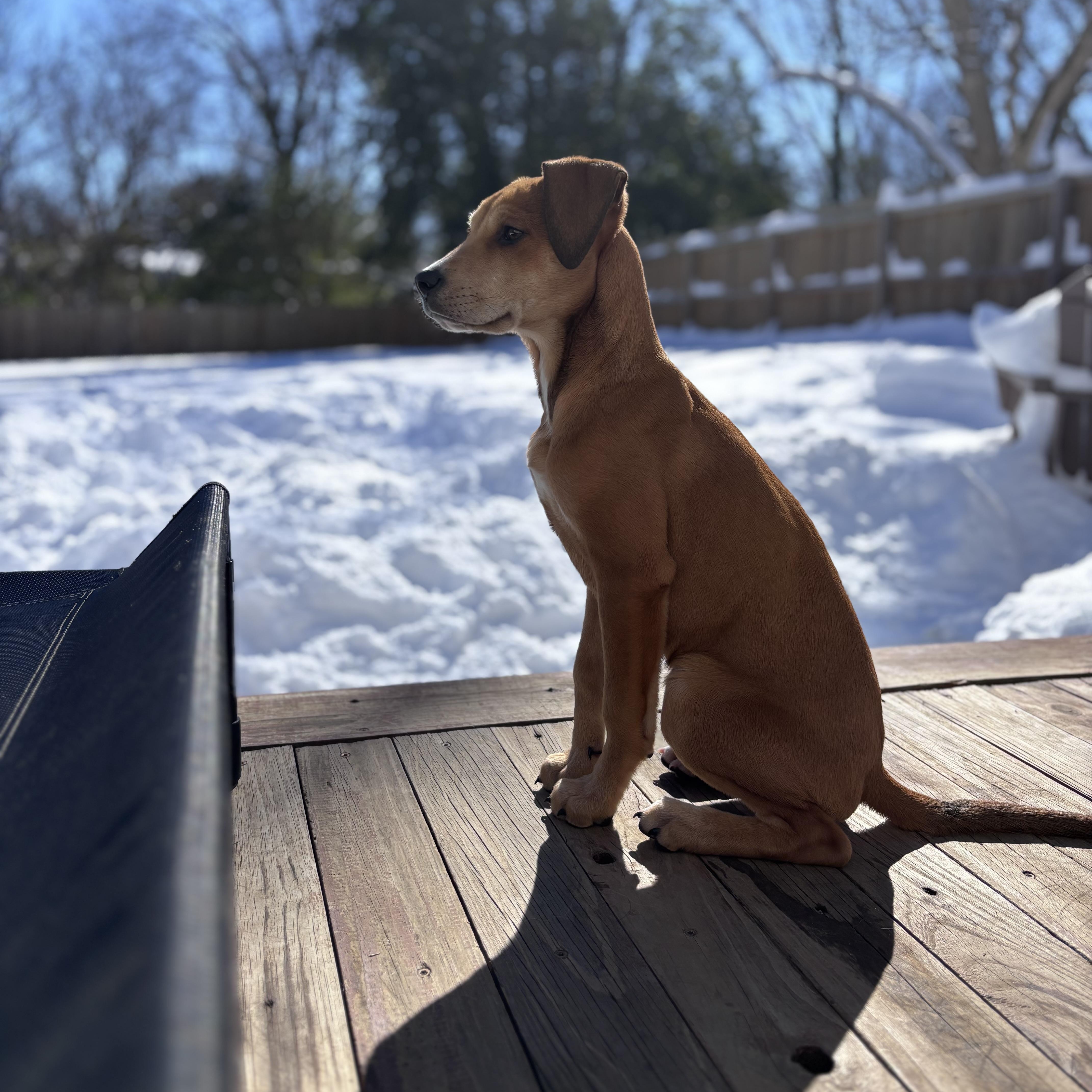 Enlarge Melon, a Adoptable mixed breed in Charlotte, NC image 3/5