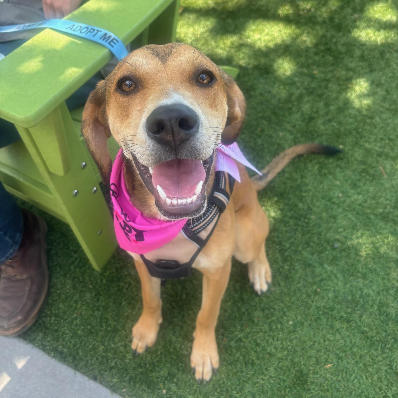 Melon, Adoptable, Young Female Hound.