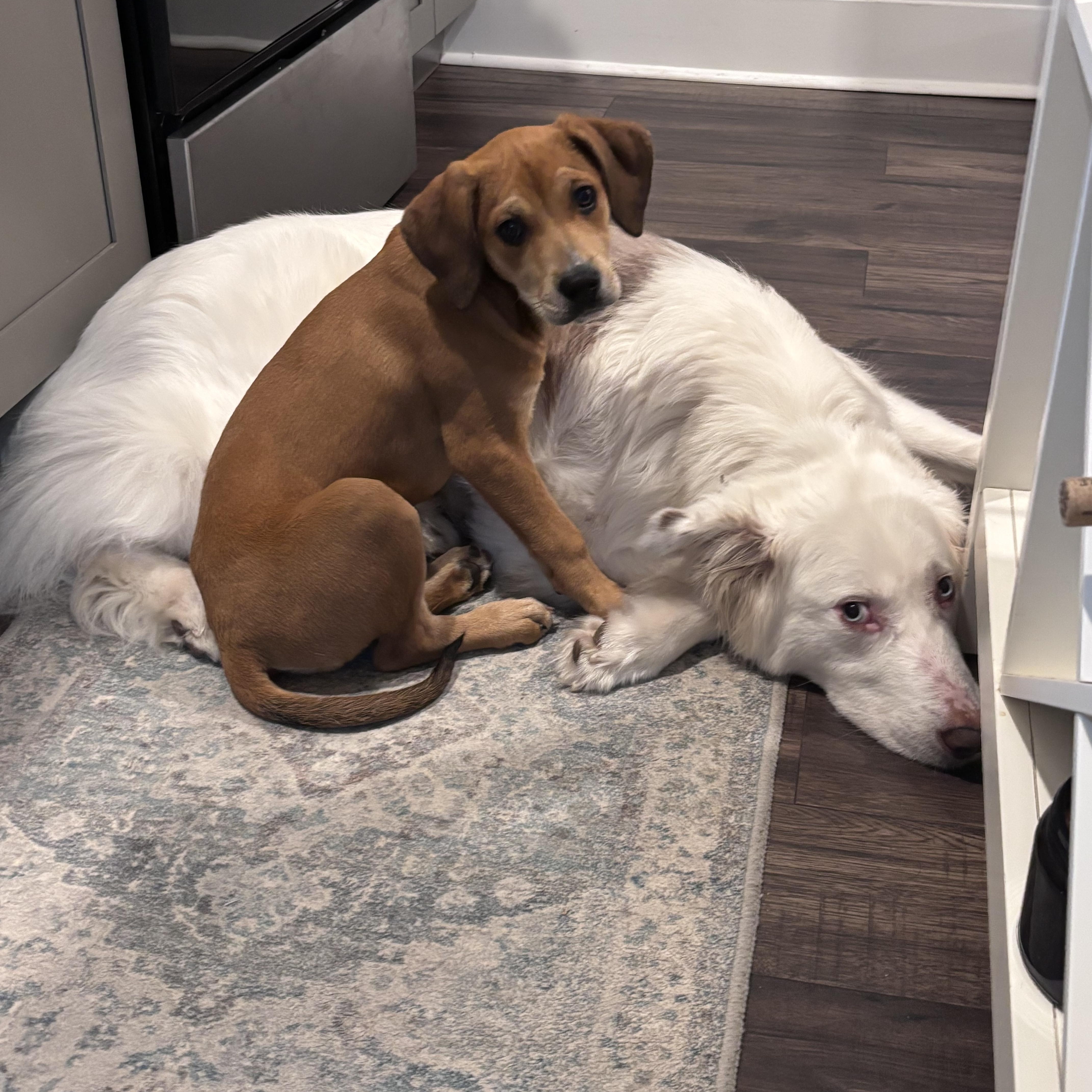 Enlarge Melon, a Adoptable mixed breed in Charlotte, NC image 3/5