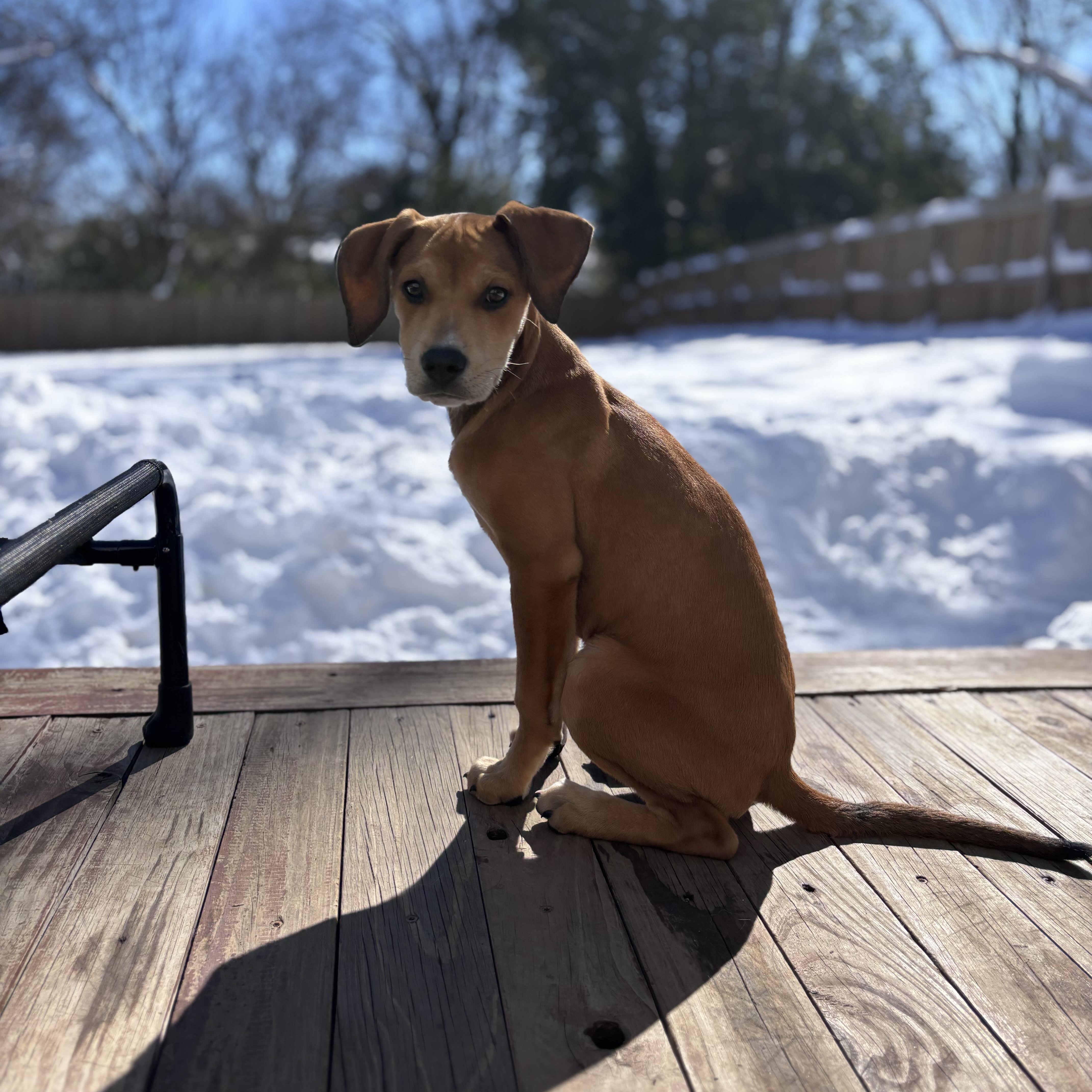 Enlarge Melon, a Adoptable mixed breed in Charlotte, NC image 2/5