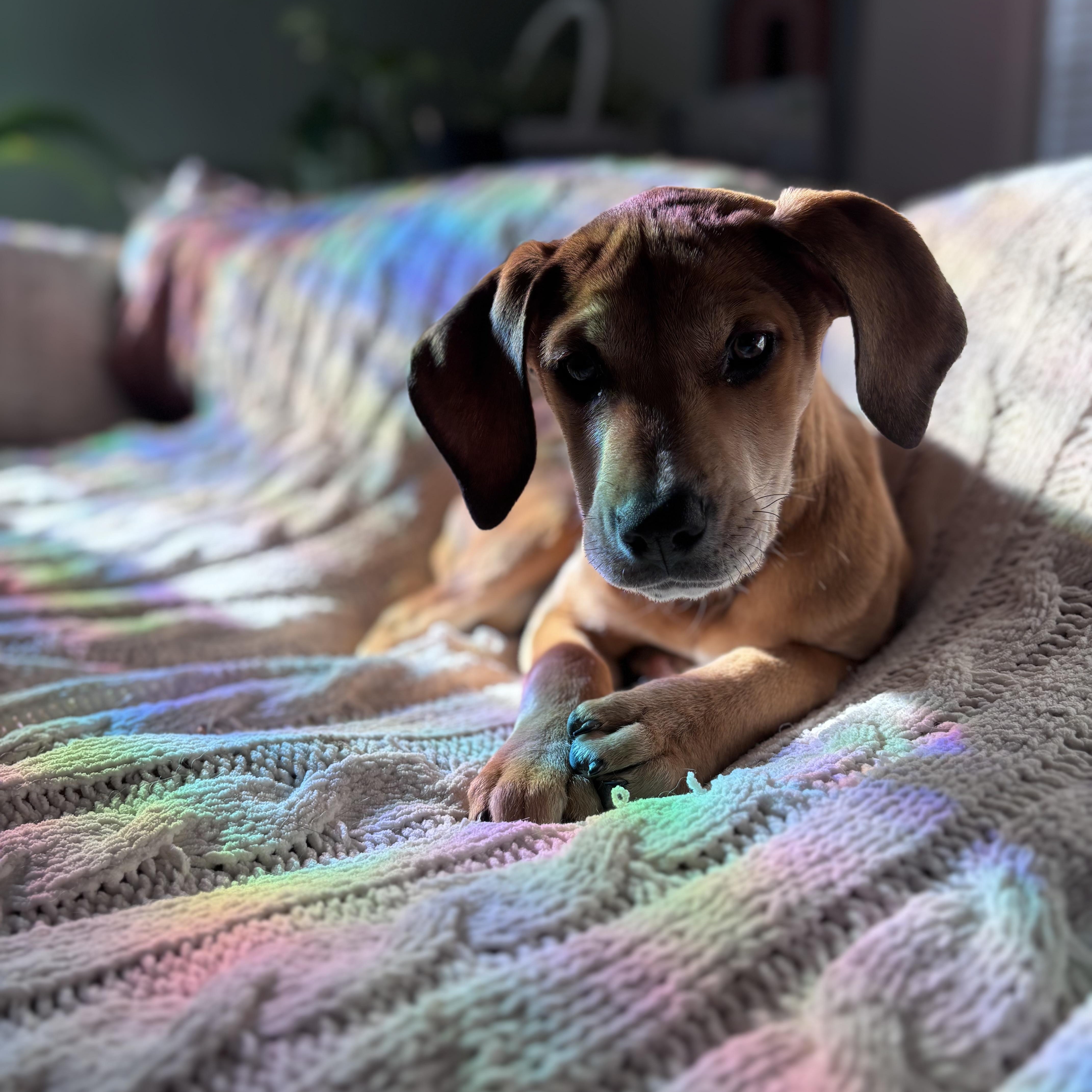 Enlarge Melon, a Adoptable mixed breed in Charlotte, NC image 5/5