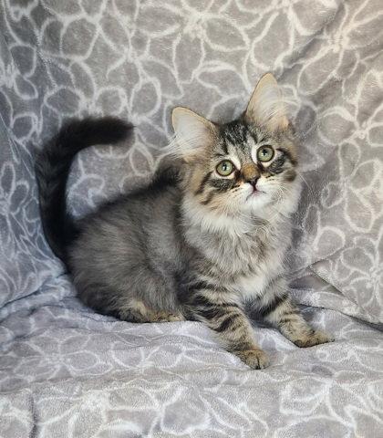7113 (Shaggy), Adopted, Kitten Male Domestic Long Hair.