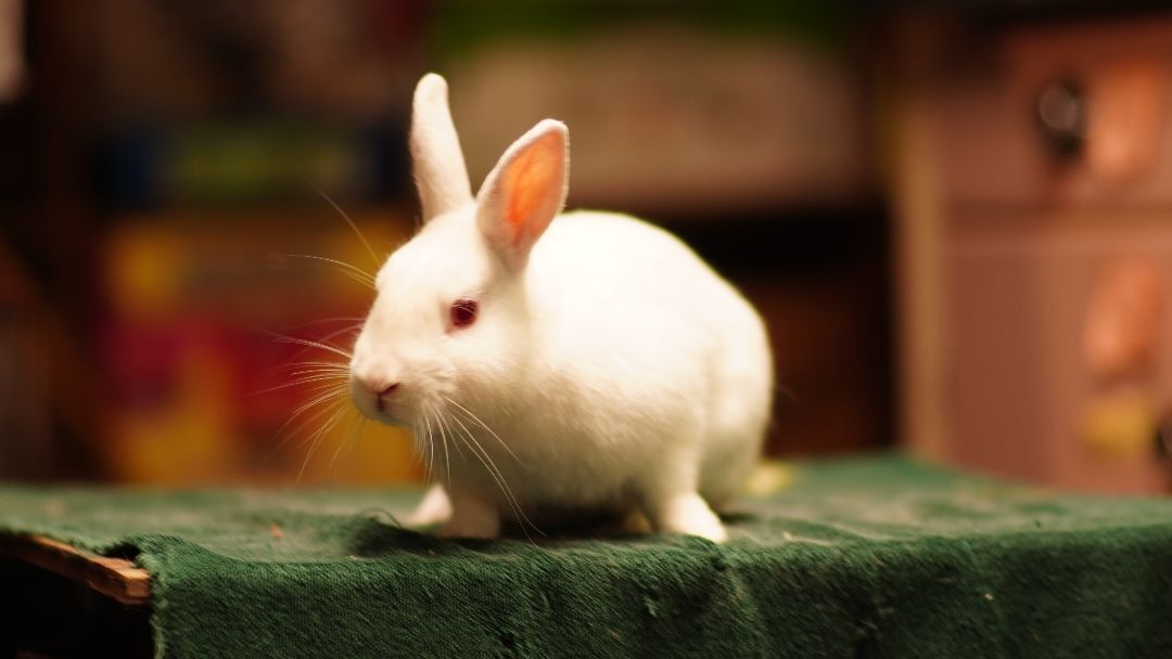 Manny, Adopted, Adult Male Bunny Rabbit.