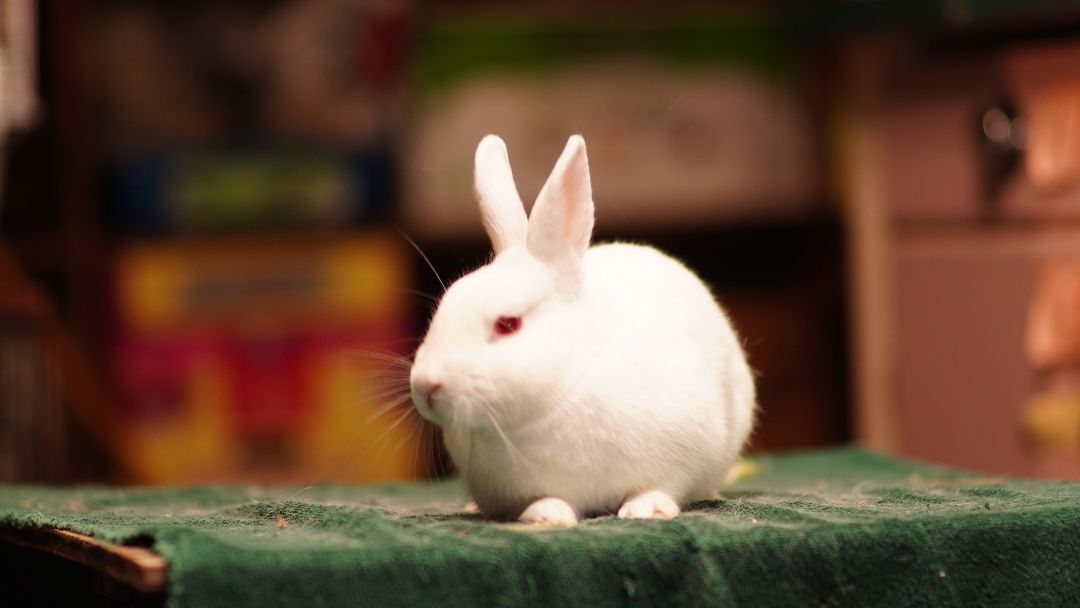 Manny, a Adopted Bunny Rabbit in Vancouver, BC image 2/4