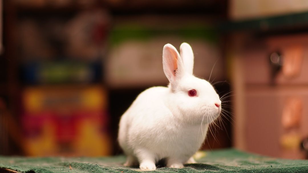 Manny, a Adopted Bunny Rabbit in Vancouver, BC image 3/4