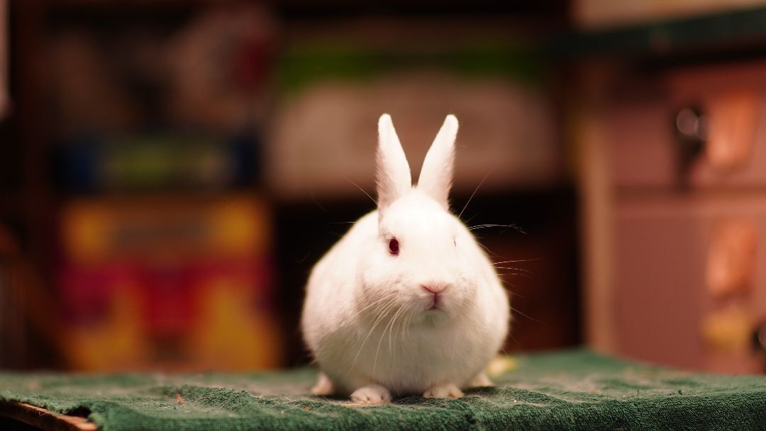 Manny, a Adopted Bunny Rabbit in Vancouver, BC image 4/4
