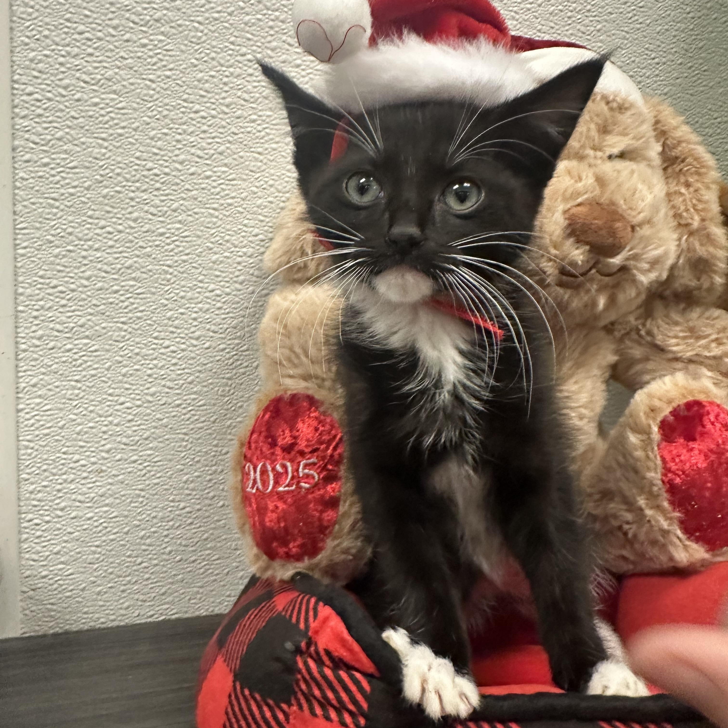 Kevin, ADOPTABLE, Kitten Male Domestic Short Hair.