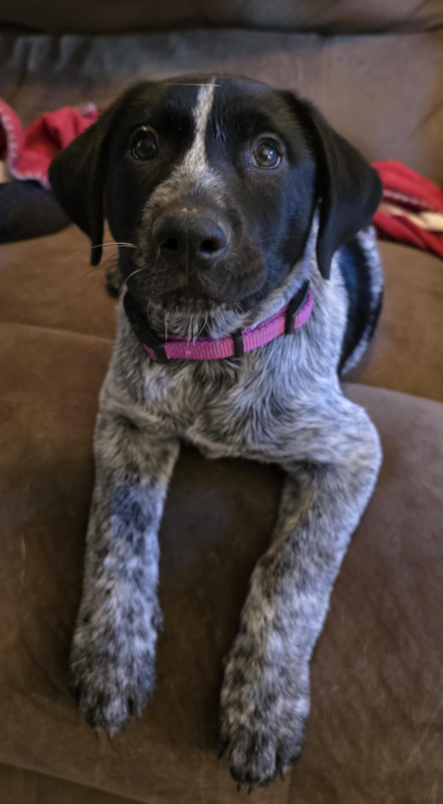 Enlarge Domino, a ADOPTABLE mixed breed in Mission, TX image 4/4