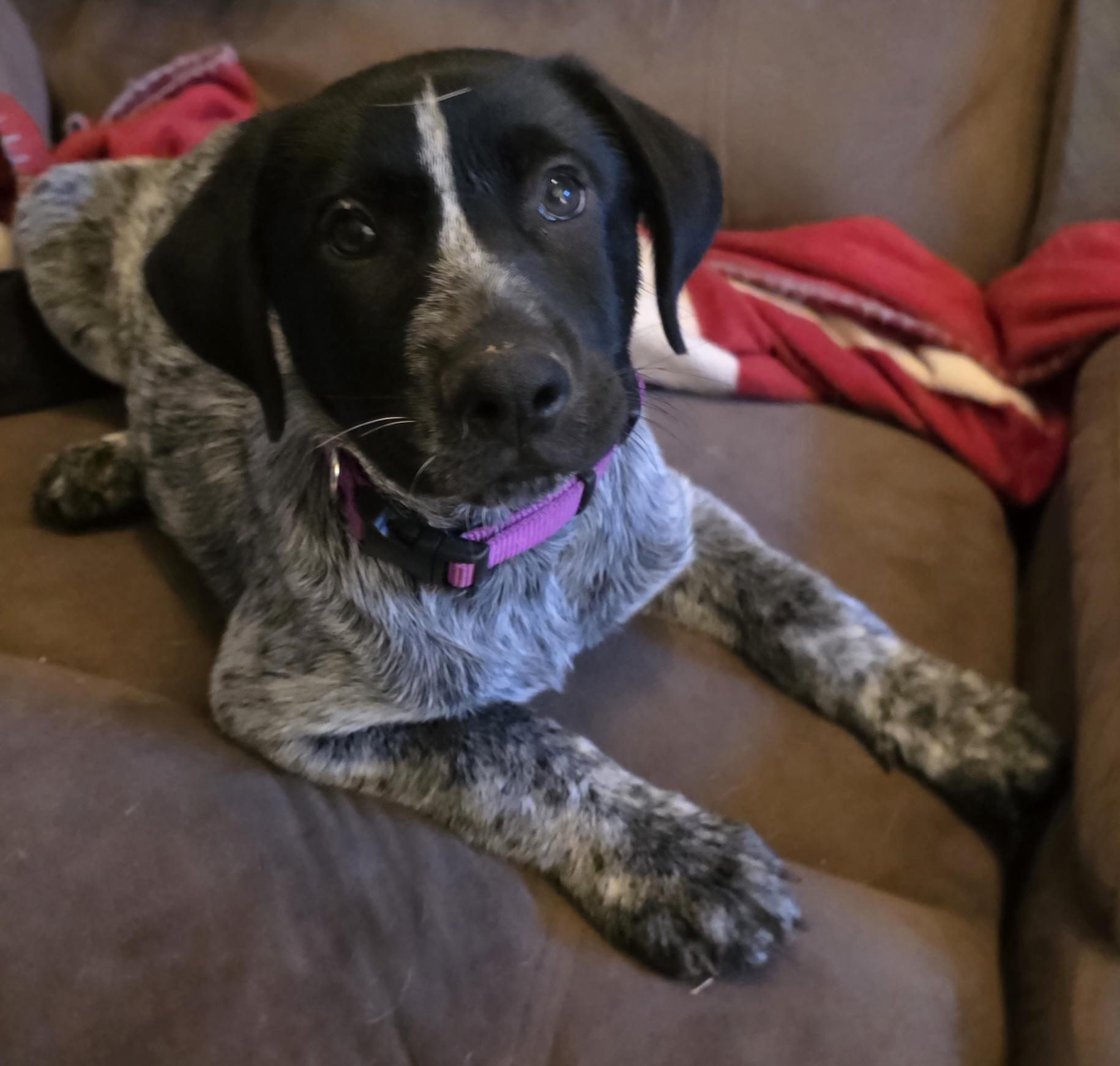 Enlarge Domino, a ADOPTABLE mixed breed in Mission, TX image 3/4