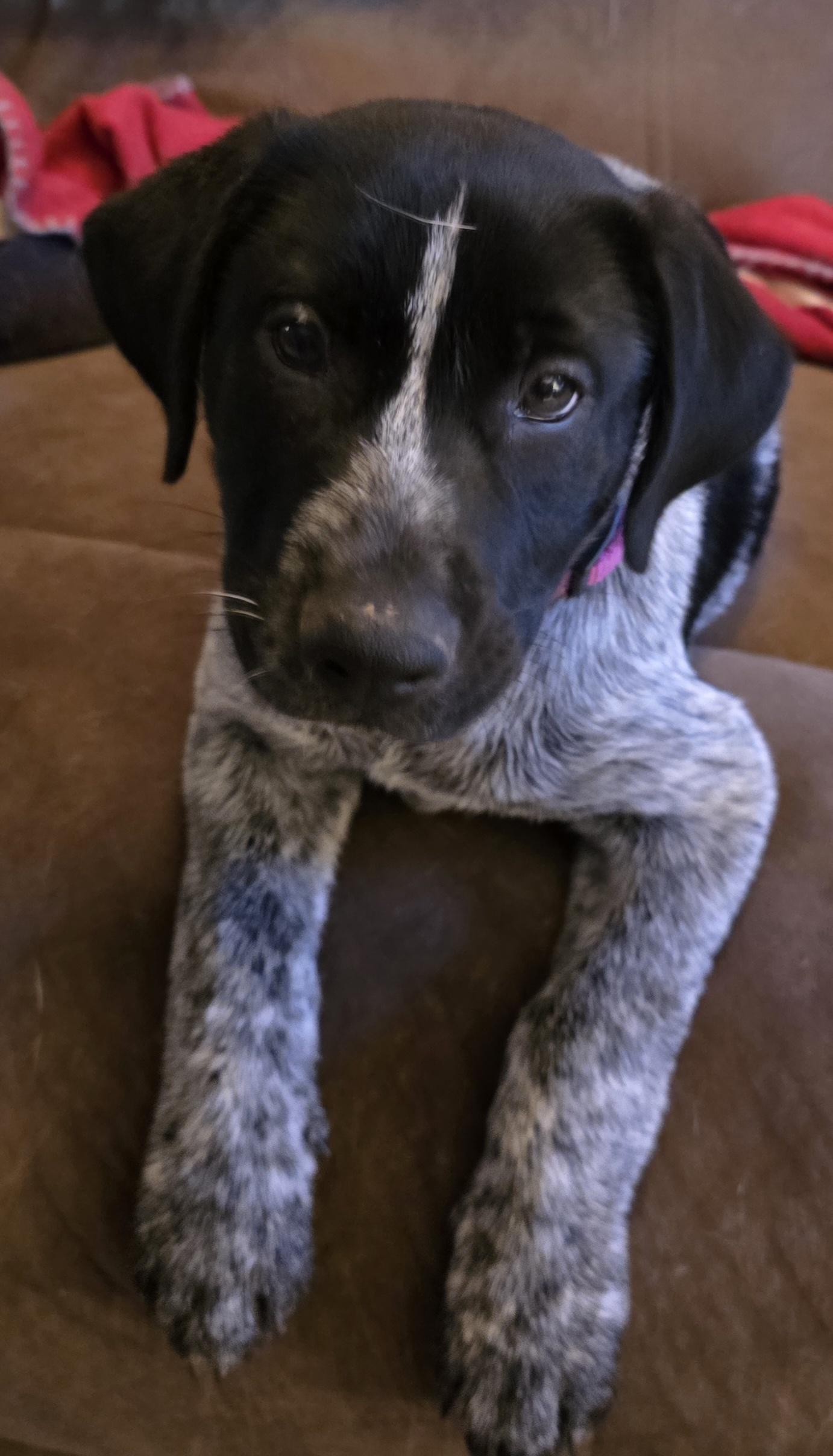 Enlarge Domino, a ADOPTABLE mixed breed in Mission, TX image 2/4