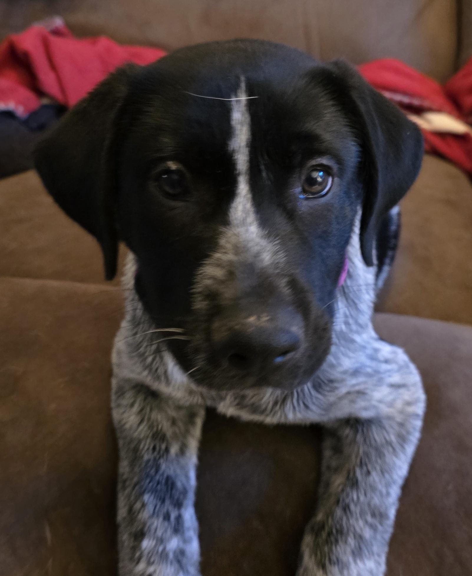 Domino, ADOPTABLE, Young Male Australian Cattle Dog / Blue Heeler & Border Collie.