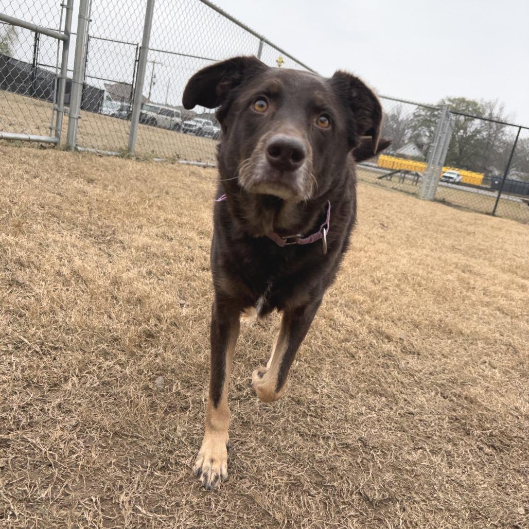 Enlarge Marley, a Adoptable mixed breed in Cabot, AR image 2/6