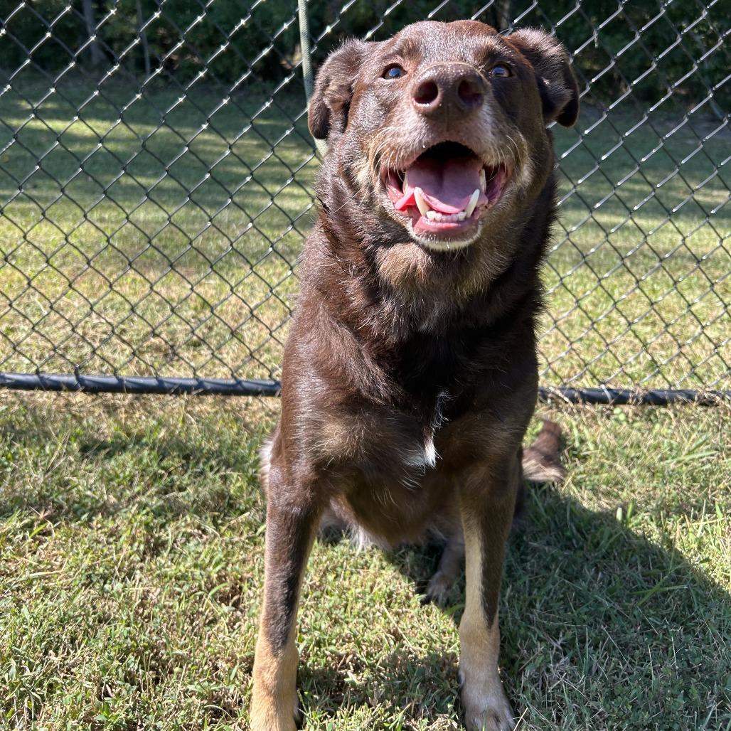 Enlarge Marley, a Adoptable mixed breed in Cabot, AR image 3/6