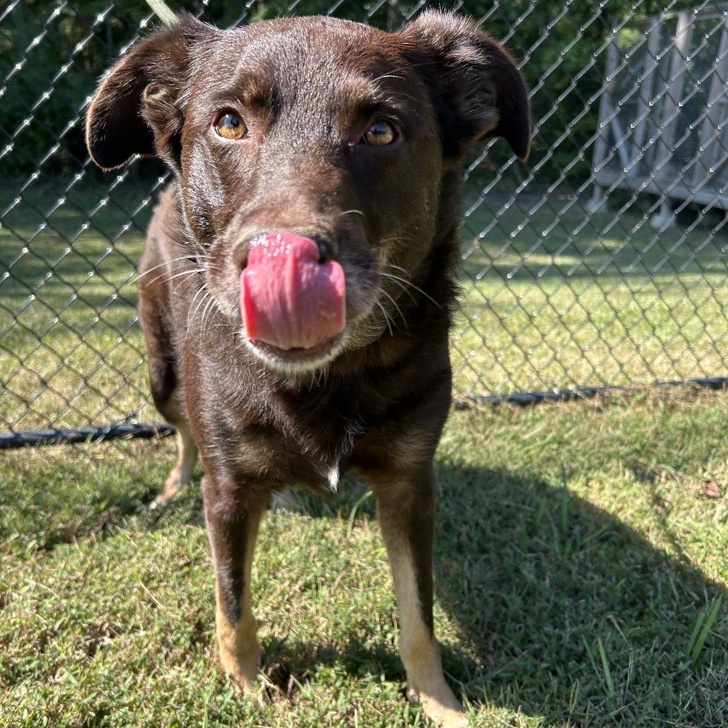 Enlarge Marley, a Adoptable mixed breed in Cabot, AR image 4/6