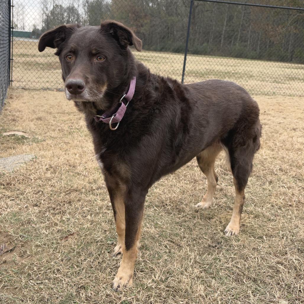 Enlarge Marley, a Adoptable mixed breed in Cabot, AR image 5/6