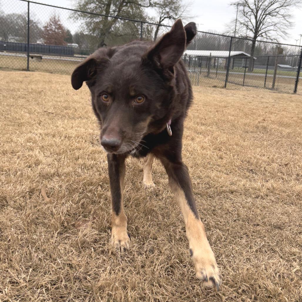 Enlarge Marley, a Adoptable mixed breed in Cabot, AR image 6/6